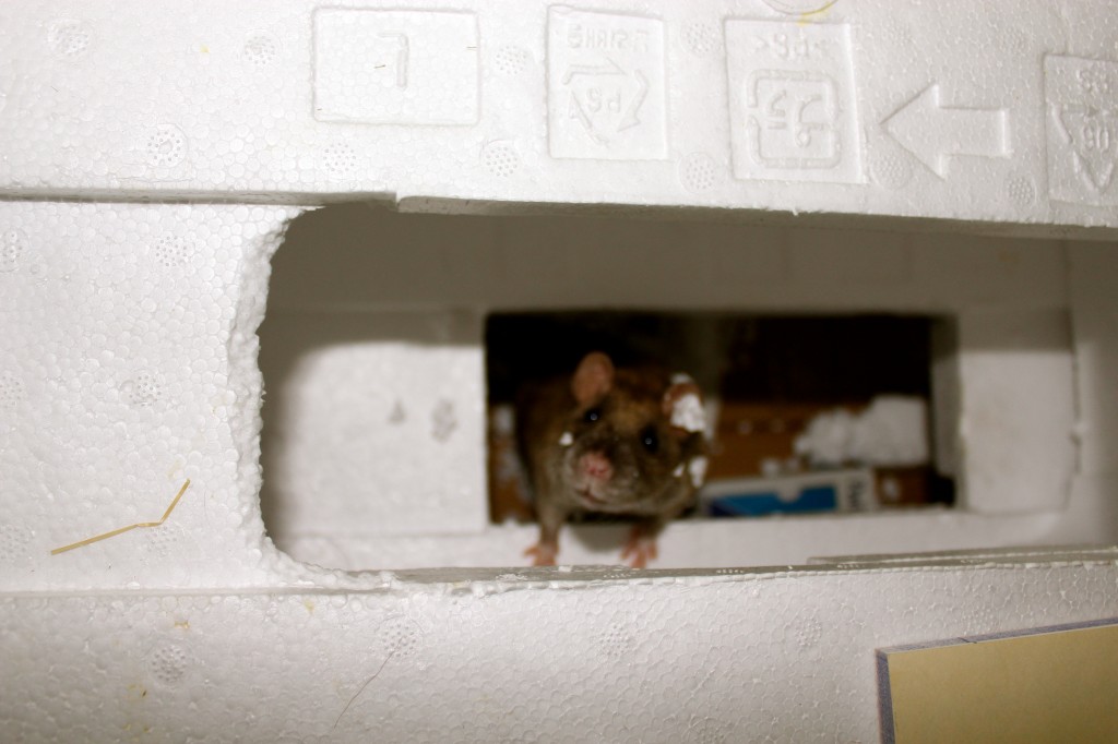 This is what happens when you let rats play with styrofoam